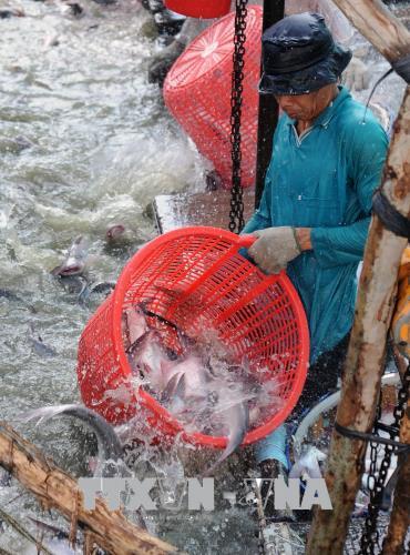 Hồi phục ngành cá tra - Bài 2: Vượt qua 'ám ảnh' ảnh 2